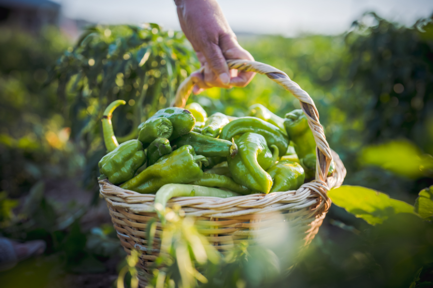 15 Best Summer Foods To Beat the Heat in the UAE 15 Best Summer Foods To Beat the Heat in the UAE